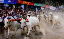 Lễ hội đua bò Bảy Núi