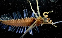 Khám phá một "con ma" từ đáy đại dương