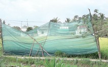 Đèn đường khiến lúa lép và chậm chín?