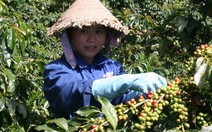 Đà Lạt: bất lực trước nạn "cà phê Arabica giả danh"