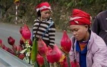 Hoa chuối đón tết
