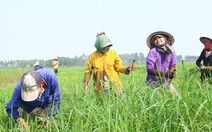 Lao động Campuchia ở vùng biên