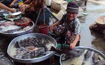 Cá lau kính lên bàn nhậu