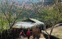 Hoa đào Sa Pa khoe sắc sớm