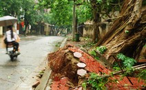 Lào Cai: lốc xoáy, hàng trăm cây xanh bật gốc