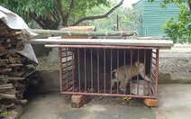 Giao nộp khỉ đuôi lợn quý hiếm thả về rừng