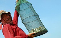 Cá linh mùa nước nổi