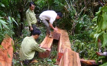 Bắt vụ phá rừng tịch thu hơn 20m3 gỗ