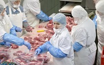 Phát hiện thịt ngựa trong sản phẩm bò của Nestle