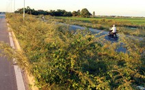 Cây mai dương "vây" TP Huế