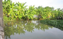 Bé trai 18 tháng tuổi rơi xuống ao tử vong