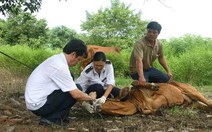 Tăng cường phòng chống dịch lở mồm long móng