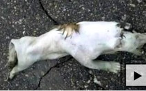 Quái vật "nửa dơi nửa kangaroo" xuất hiện trong mùa Halloween