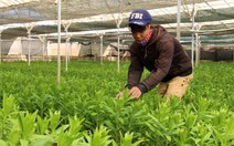 Hơn 2.000 hecta hoa cho thị trường Tết Nguyên đán