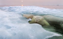 Gấu Bắc cực ẩn mình đoạt giải nhất National Geographic 2013