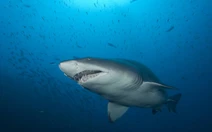 5 loài động vật ăn thịt đồng loại đáng sợ nhất