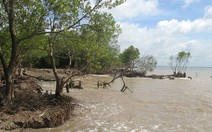 Biển xâm thực, "nuốt" dần rừng phòng hộ Tiền Giang