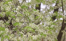 Nhớ những mùa hoa sưa Hà Nội