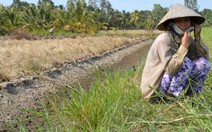 Hạn, mặn làm khổ miền Tây