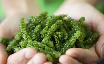 Chuyển giao kỹ thuật trồng rong nho biển cho Trường Sa