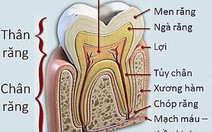 Sức khỏe răng miệng – Kỳ 6: Tự nhiên đau răng vào ban đêm, tôi phải làm gì?