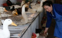 Ca tử vong đầu tiên do vi rút H5N6 là người Trung Quốc