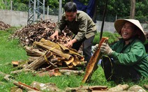 Quế Trà Bồng "ngát hương" khắp châu Á