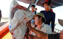 Ra Hoàng Sa câu cá mập