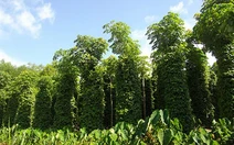 Cần ngăn chặn việc phá rừng lấy gỗ làm trụ tiêu ở Đắk Lắk