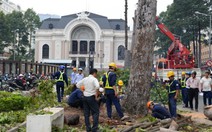 Người Sài Gòn tiếc nuối vì hàng cây cổ thụ bị đốn