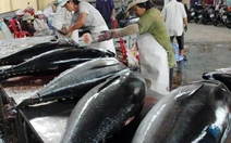 Cá ngừ Bình Định đấu giá tại Nhật giá 240.000 đồng/kg