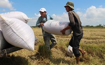 Bấp bênh bán gạo cho Trung Quốc