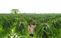 Sẽ xử lý nghiêm vụ thâu tóm đất rừng U Minh Hạ