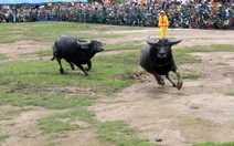 Chọi trâu Hớn Quản: các "Ông trâu" không bị "khai đao"