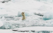 Ảnh thiên nhiên tuyệt đẹp thi National Geographic Photo