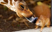 Linh hồn động vật qua những bức ảnh