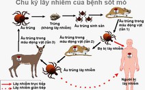 2 người chết vì sốt mò