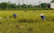 ​Canh tác hộ gia đình: Nuôi sống thế giới, bảo vệ trái đất