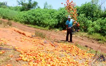 ​Lại bấm bụng đổ bỏ cà chua