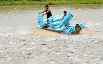 ​Sản xuất giống cá tra theo tiêu chuẩn VietGAP tại Đồng Tháp