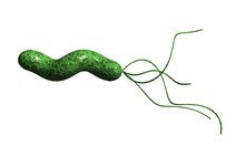 ​Nhiễm vi khuẩn H.pylori dễ bị đái tháo đường