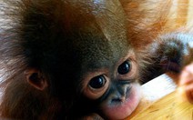 15 loài động vật dễ thương nhưng bạn phải... tránh xa!