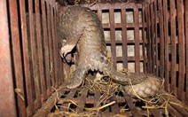 Kinh hoàng lò mổ động vật hoang dã giữa Hà Nội