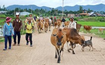 ​Cấp bách phòng chống dịch lở mồm long móng