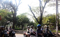 ​Đốn 116 cây xanh ở cửa ngõ sân bay Tân Sơn Nhất