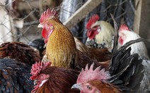 ​Hàn Quốc báo động chó nhà nhiễm cúm gia cầm