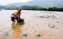 ​Quảng Nam: lũ bất ngờ, người trồng dưa hấu “méo mặt”