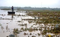 Mưa lũ bất thường: 2 người chết, hàng ngàn ha lúa ngập