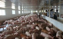 ​Hợp tác xã chăn nuôi phát triển theo hướng nào?