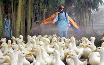 ​Hai bệnh nhân âm tính với chủng cúm gia cầm